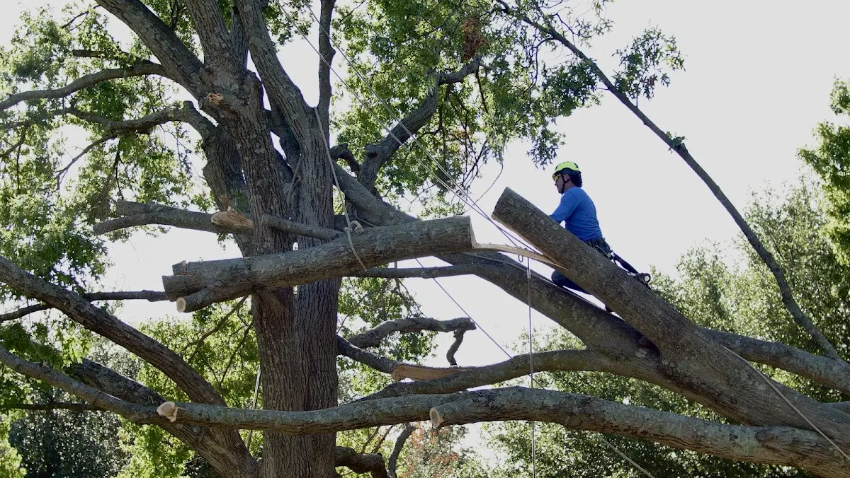 Professional Crown Thinning performed by certified arborists in Erwin