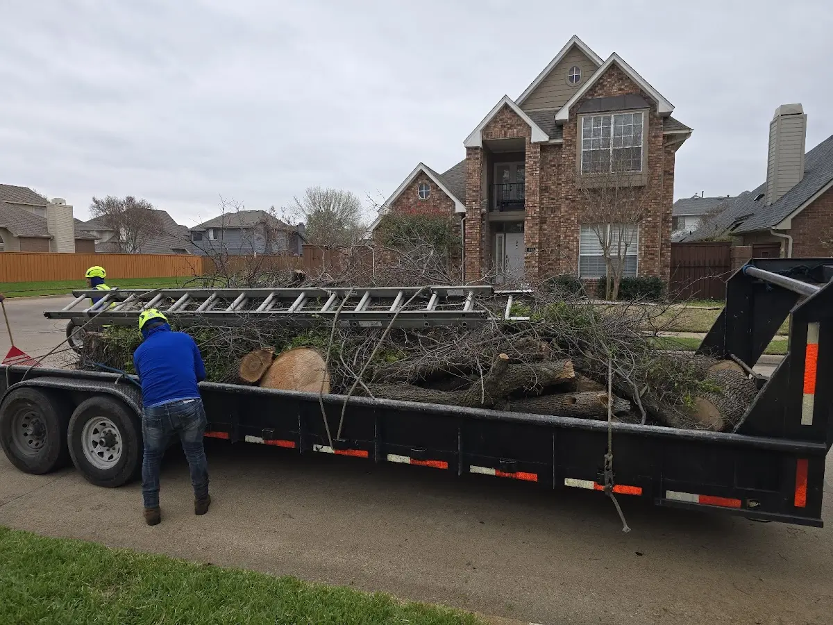 Expert Tree Removal with proper safety equipment in Erwin